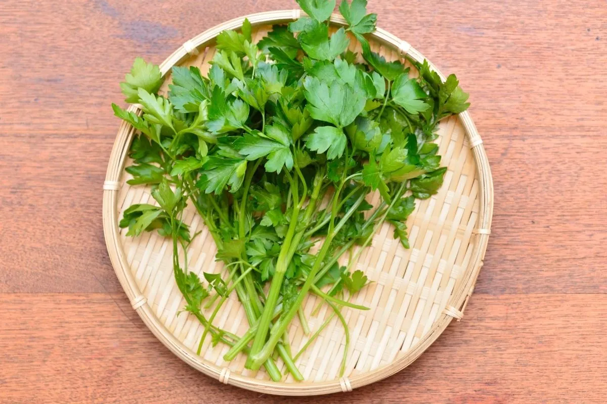 イタリアンパセリの人気レシピ大全集！保存もできる簡単料理ガイド