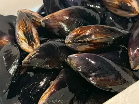 岩手県産の活ムール貝入荷！！！！