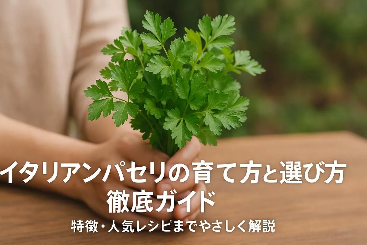 イタリアンパセリの育て方と選び方徹底ガイド｜特徴・人気レシピまでやさしく解説