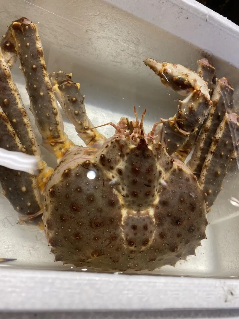 大好評につき活タラバガニ再入荷します^_^