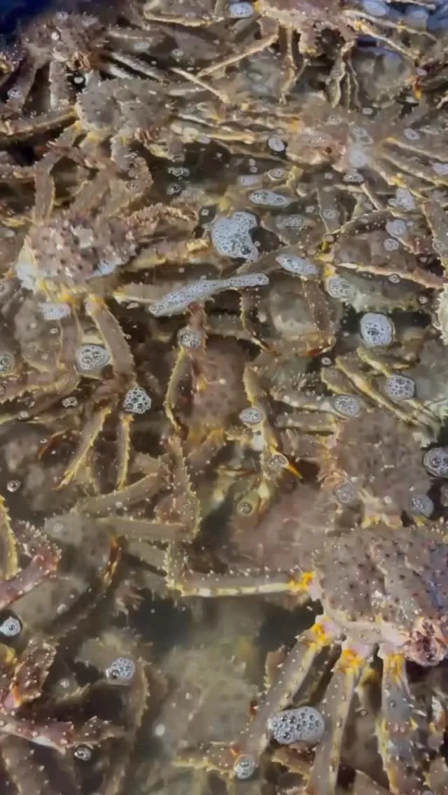 Barry'sで活タラバガニゲット！！！