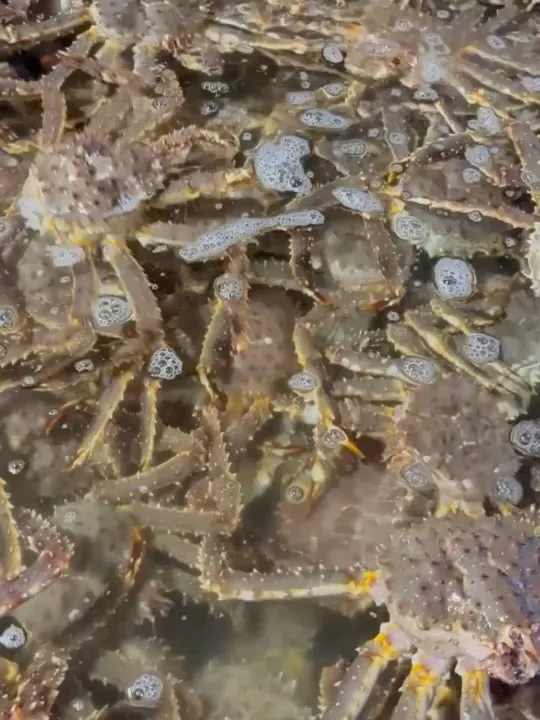 大好評につき活タラバガニ再入荷します^_^